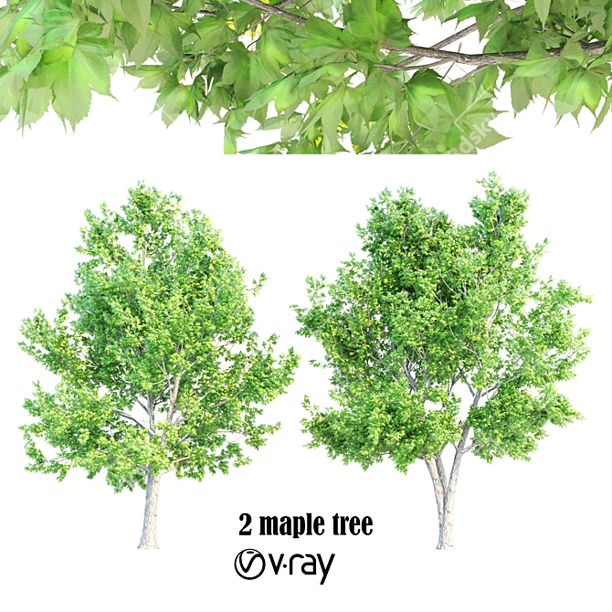 Luxury Maple Tree Duo V-Ray - 10m Height 3D model image 1