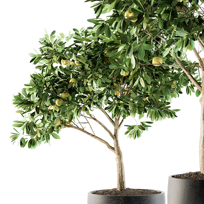 Lush Lemon Tree Set - Perfect for Outdoor Planting! 3D model image 2