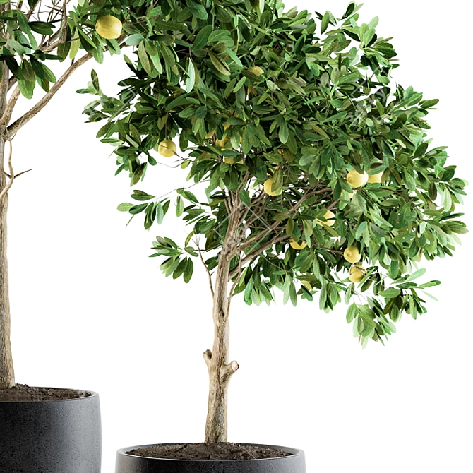 Lush Lemon Tree Set - Perfect for Outdoor Planting! 3D model image 3