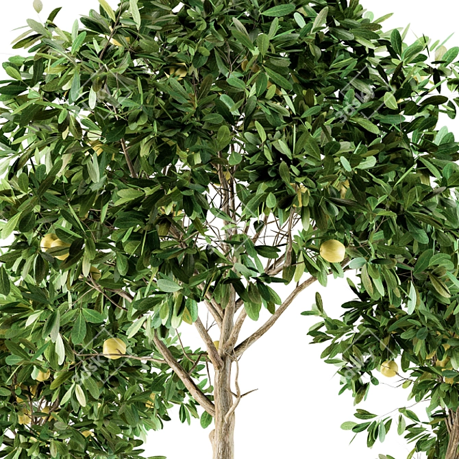 Lush Lemon Tree Set - Perfect for Outdoor Planting! 3D model image 4