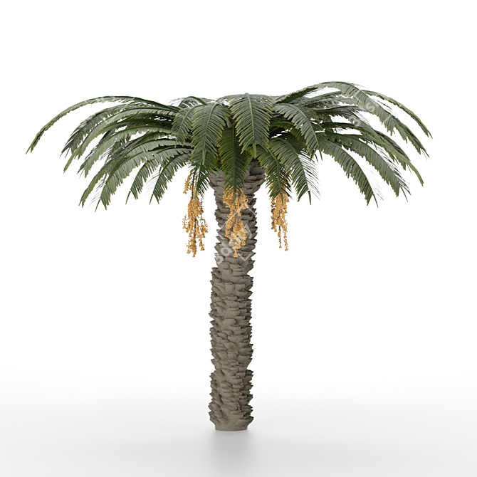 Sculpted Date Palm Tree 3D model image 1