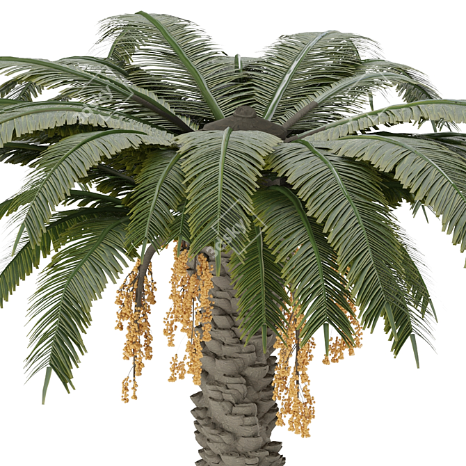 Sculpted Date Palm Tree 3D model image 2