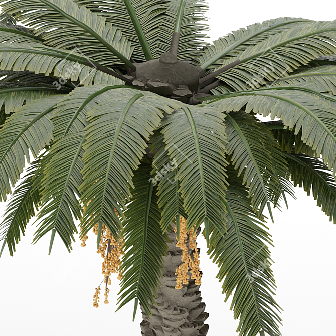 Sculpted Date Palm Tree 3D model image 3