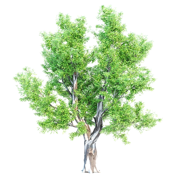 Diverse Set of Beautiful Trees 3D model image 4