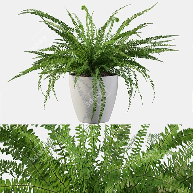 Elegant Fern Indoor Plant 3D model image 1