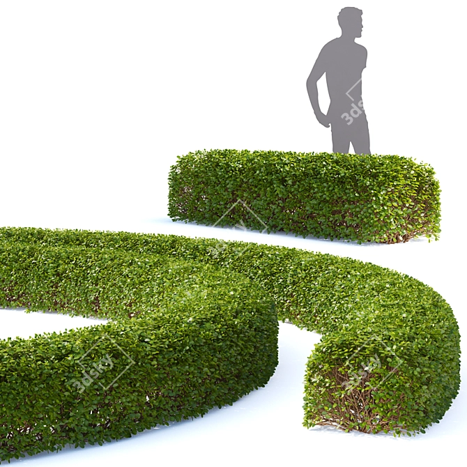 Birch-leaved Hedge Spirea Kit 3D model image 2