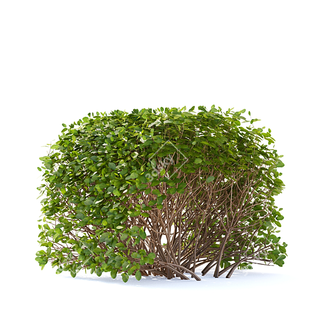 Birch-leaved Hedge Spirea Kit 3D model image 4