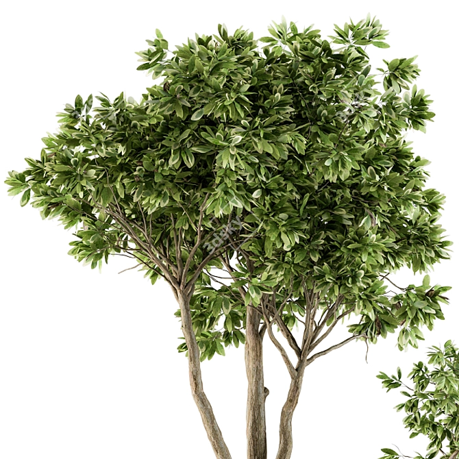 Green Oasis: Outdoor Tree Set 3D model image 3