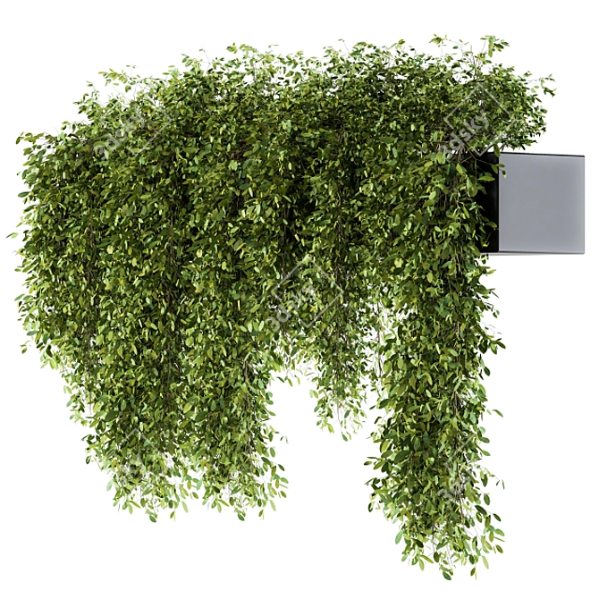 Lush Greens Set - Hanging Plants 3D model image 2