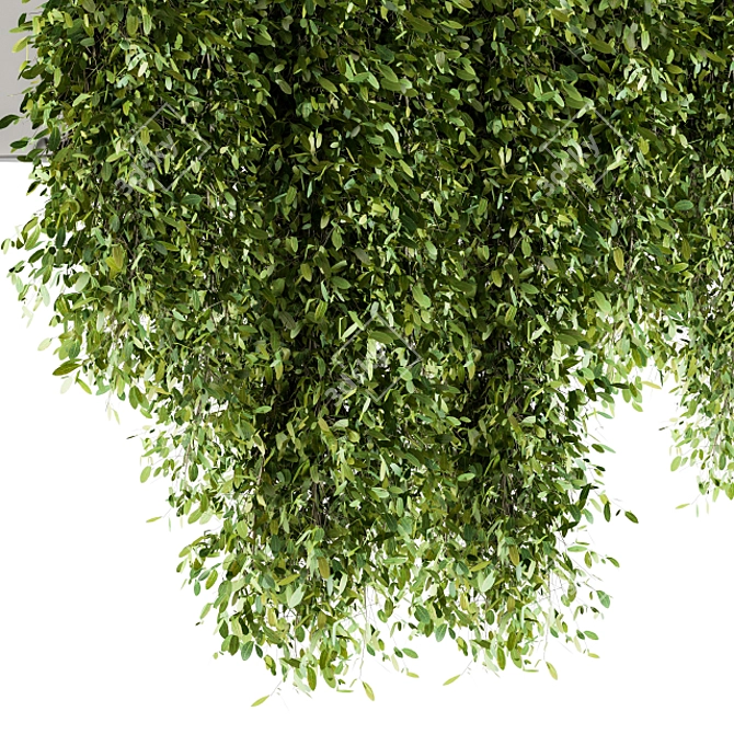 Lush Greens Set - Hanging Plants 3D model image 3