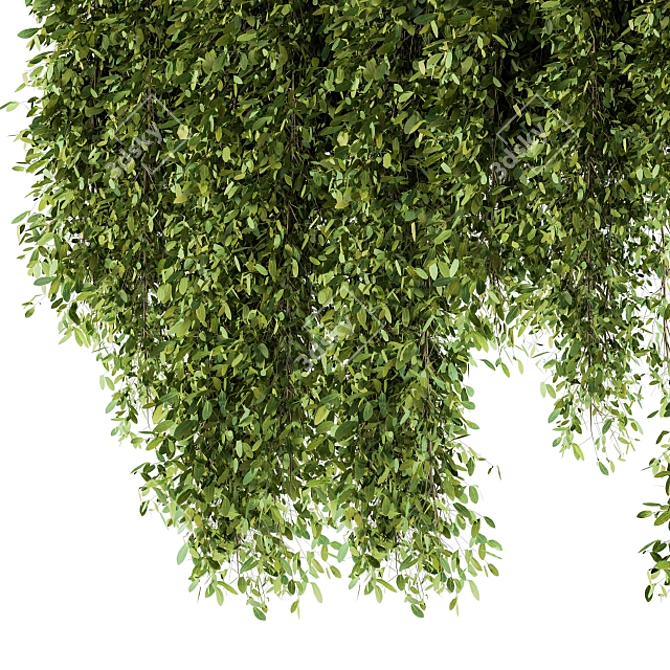 Lush Greens Set - Hanging Plants 3D model image 4