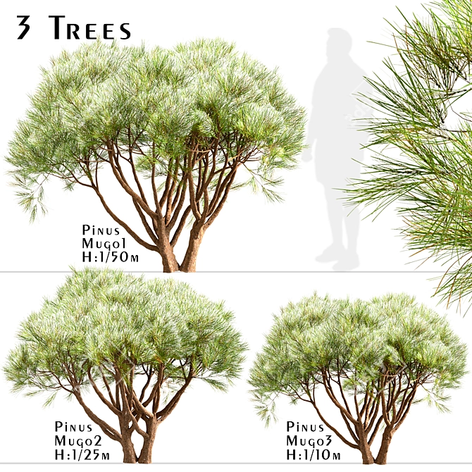 Scenic Set of Pinus Mugo Trees 3D model image 2