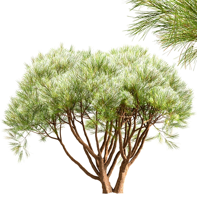 Scenic Set of Pinus Mugo Trees 3D model image 3