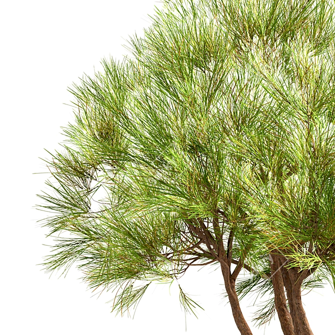 Scenic Set of Pinus Mugo Trees 3D model image 5