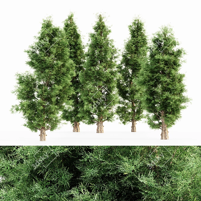 Evergreen Forest Majesty: Eastern Red Cedar Set 3D model image 1