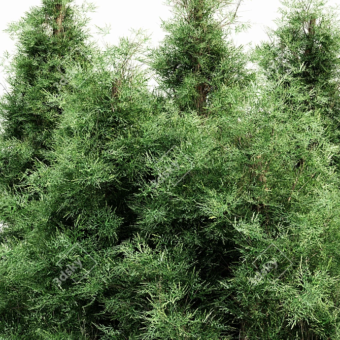 Evergreen Forest Majesty: Eastern Red Cedar Set 3D model image 3