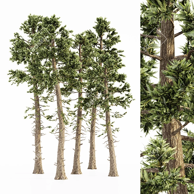 Natural Forestscape: Douglas Fir Bundle 3D model image 1