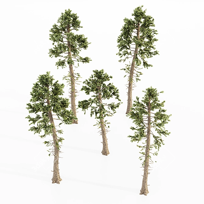 Natural Forestscape: Douglas Fir Bundle 3D model image 2