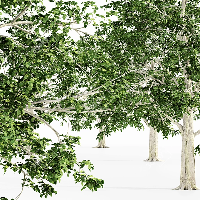 European Beech Tree Collection 3D model image 2