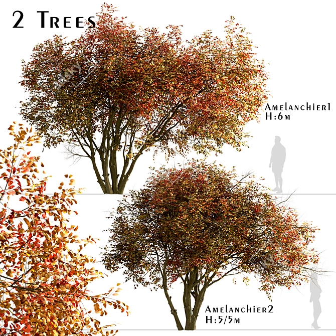 Amelanchier Tree Set: Shadbush & Serviceberry (2 Trees) 3D model image 1
