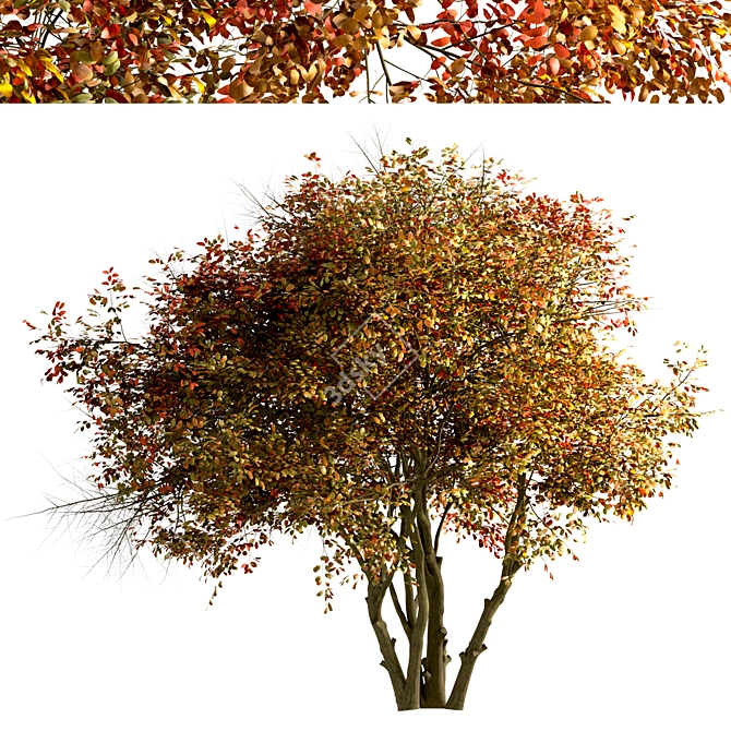 Amelanchier Tree Set: Shadbush & Serviceberry (2 Trees) 3D model image 3