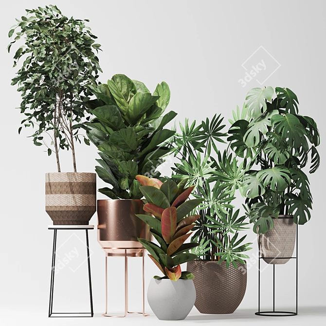 Five Plant Collection: Outdoor and Indoor Ornamental Plants 3D model image 1