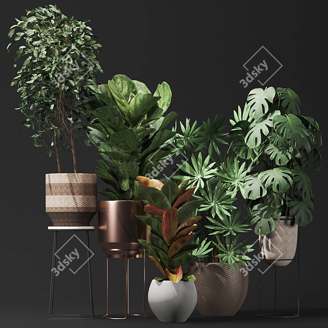 Five Plant Collection: Outdoor and Indoor Ornamental Plants 3D model image 3