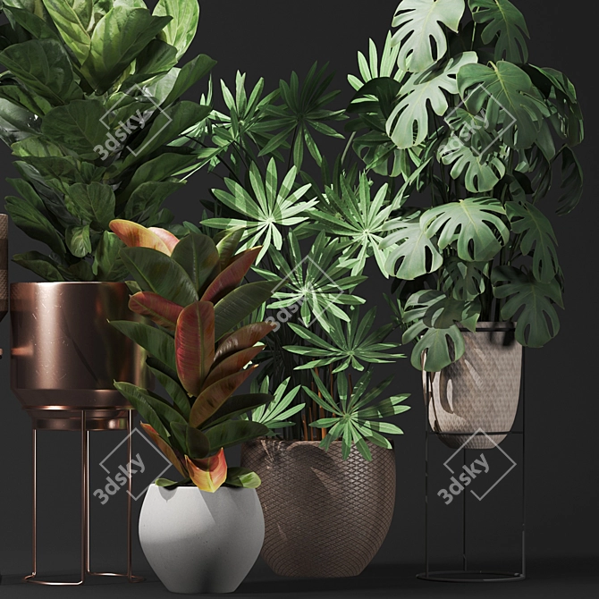 Five Plant Collection: Outdoor and Indoor Ornamental Plants 3D model image 4