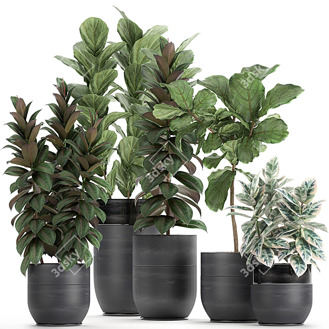 Exotic Ficus Plant Collection in Black Pots 3D model image 1