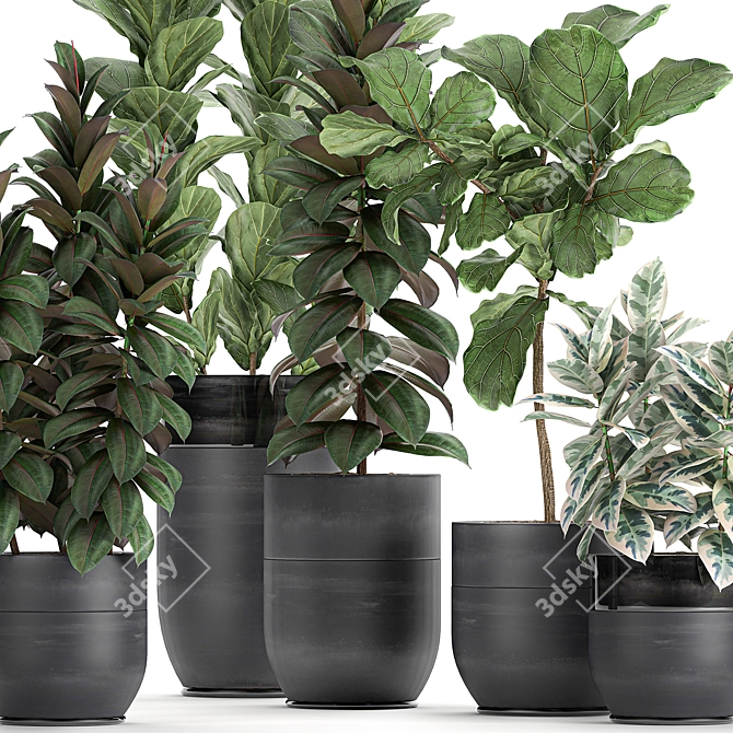 Exotic Ficus Plant Collection in Black Pots 3D model image 2