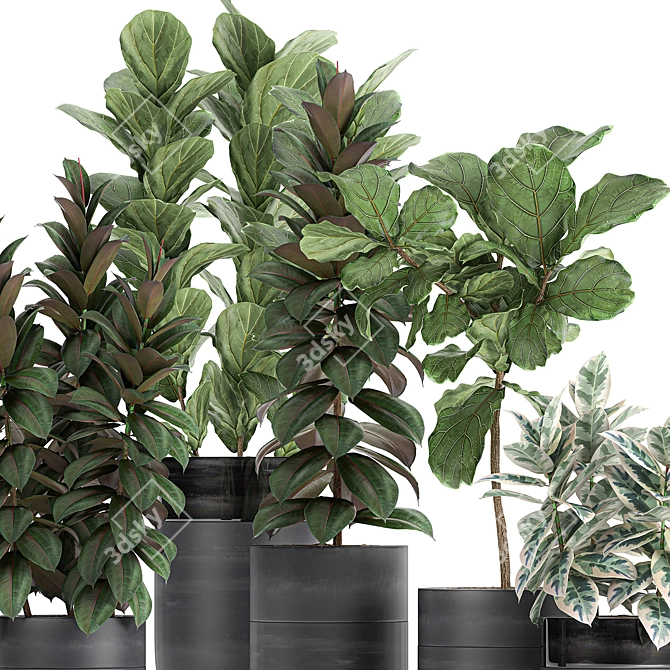 Exotic Ficus Plant Collection in Black Pots 3D model image 4