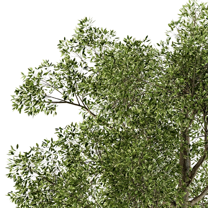 Diverse Foliage Set: Tree Broadleaf 3D model image 2