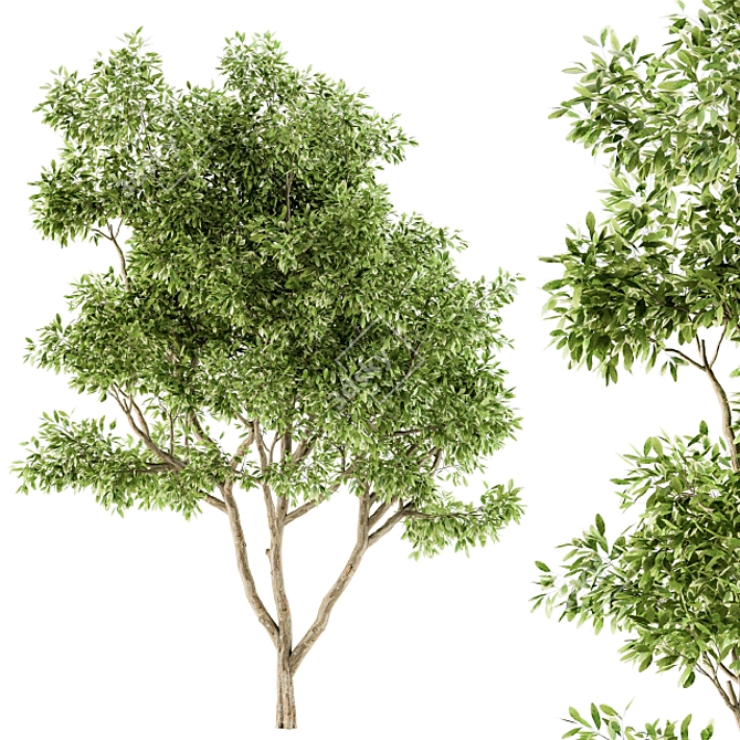 Lush Green Maple Set - 22 3D model image 1