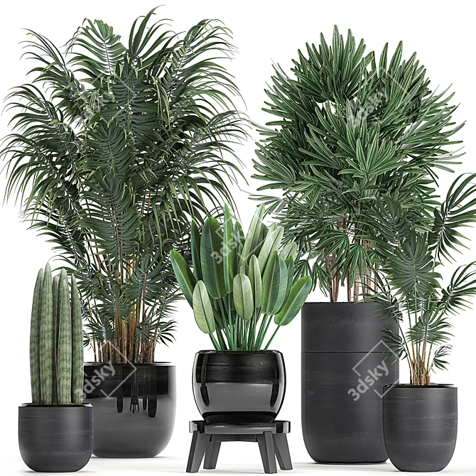 Exotic Plant Collection: Rhapis, Banana Palm, Ravenala, Strelitzia 3D model image 1