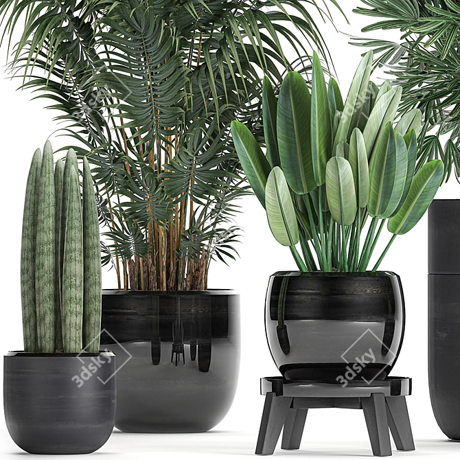 Exotic Plant Collection: Rhapis, Banana Palm, Ravenala, Strelitzia 3D model image 2