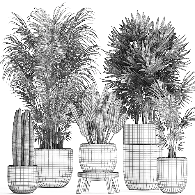 Exotic Plant Collection: Rhapis, Banana Palm, Ravenala, Strelitzia 3D model image 5