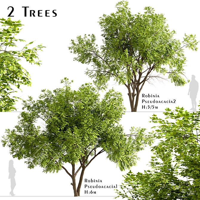 Robinia Pseudoacacia Trees: Elegant and Versatile (2-Pack) 3D model image 1