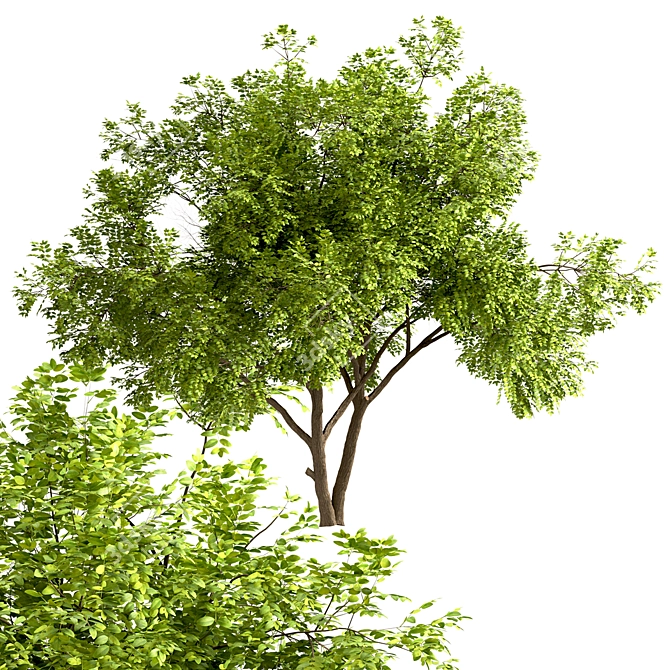 Robinia Pseudoacacia Trees: Elegant and Versatile (2-Pack) 3D model image 2