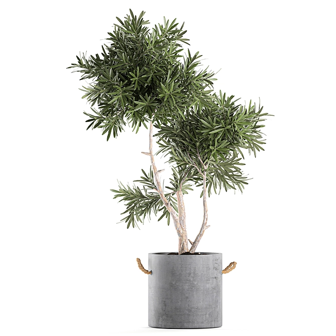 Tropical Decorative Tree - Black Vase 3D model image 3