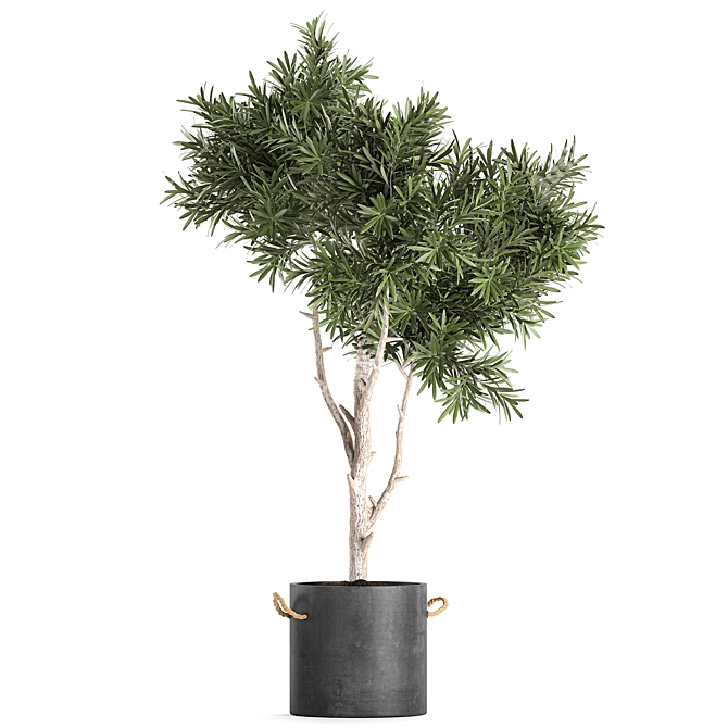Tropical Decorative Tree - Black Vase 3D model image 4