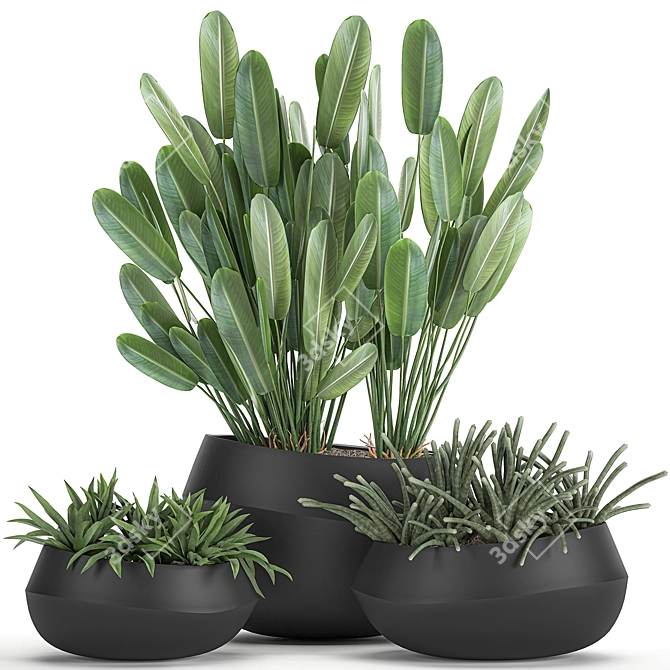 Exotic Plant Collection in Black Vases 3D model image 1