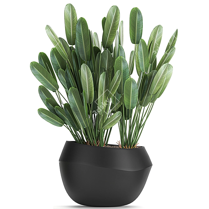 Exotic Plant Collection in Black Vases 3D model image 3