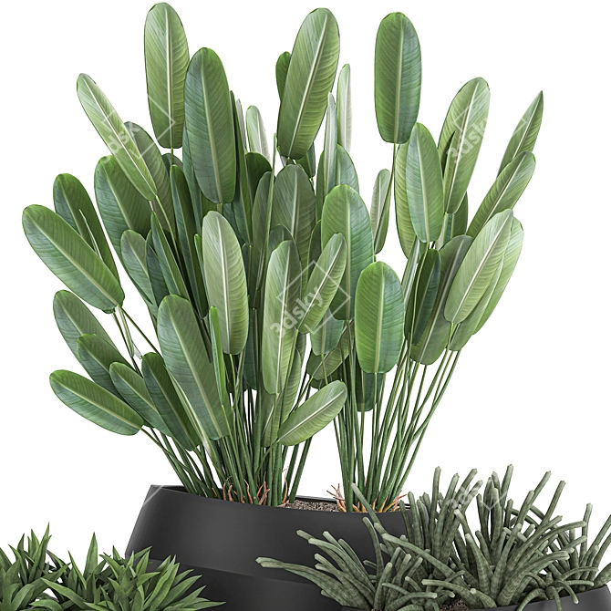 Exotic Plant Collection in Black Vases 3D model image 4