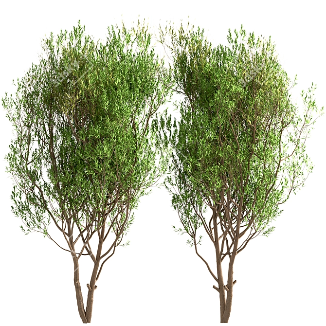 White Willow Tree Set (2 Trees) 3D model image 1