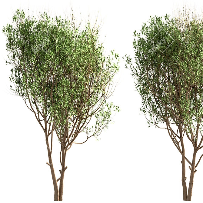 White Willow Tree Set (2 Trees) 3D model image 2