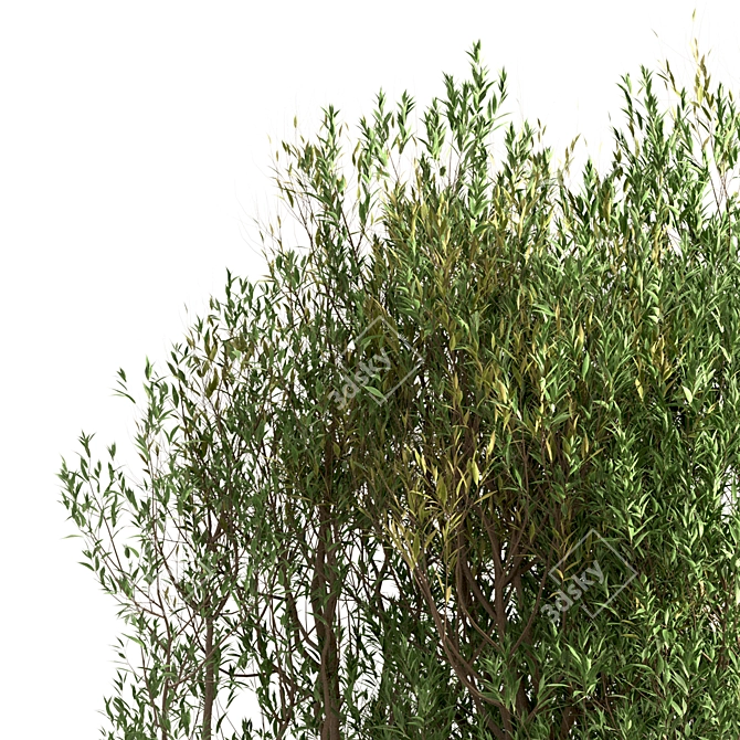 White Willow Tree Set (2 Trees) 3D model image 7