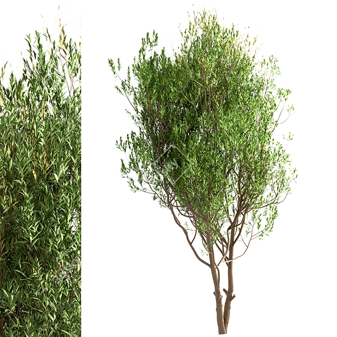 White Willow Tree Set (2 Trees) 3D model image 8