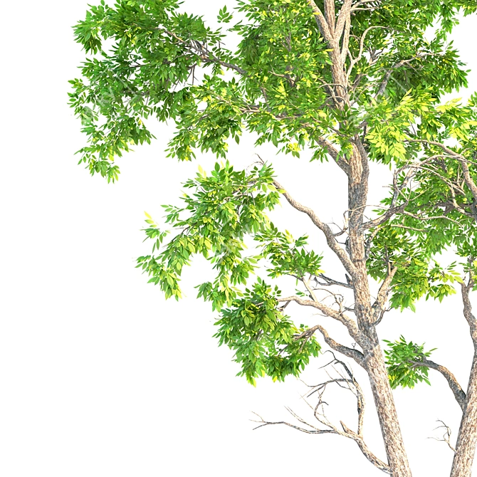 Ash Tree 07: 530,688 Polygons 3D model image 2