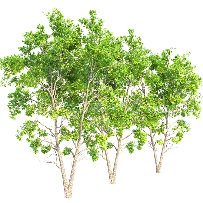 Ash Tree 07: 530,688 Polygons 3D model image 3