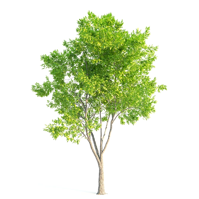 Ash Tree Woodcraft: 464,456 Polygons 3D model image 2